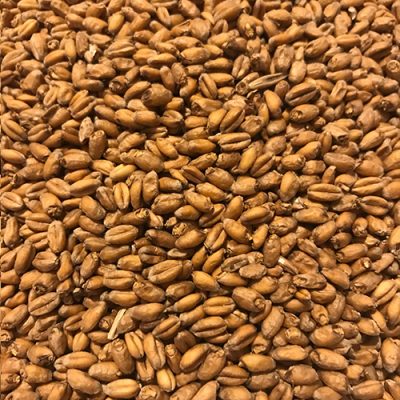 Trigo Malteado Maltear (ARG)