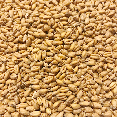 Wheat Malt – Minch (IRL)
